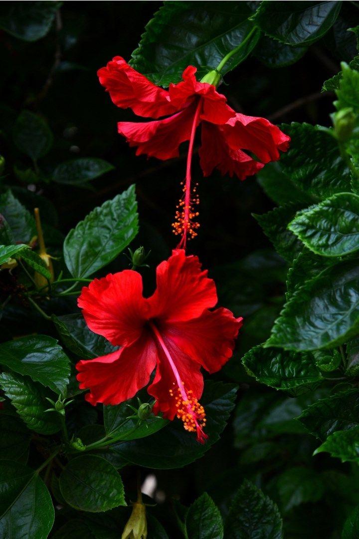 Serenity in Petal Symphony Ensemble